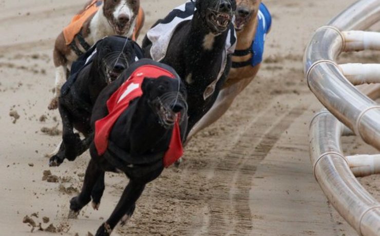 Gain Greyhound Nutrition 3 Steps To Victory Final 2019 Owlerton Stadium