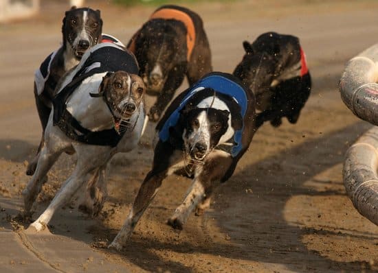 owlerton-greyhounds