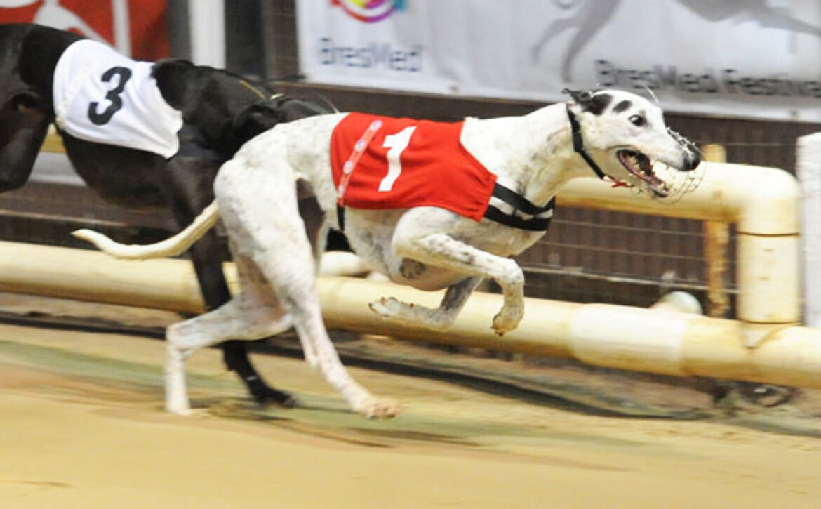 The Hare Is On The Move Owlerton Stadium