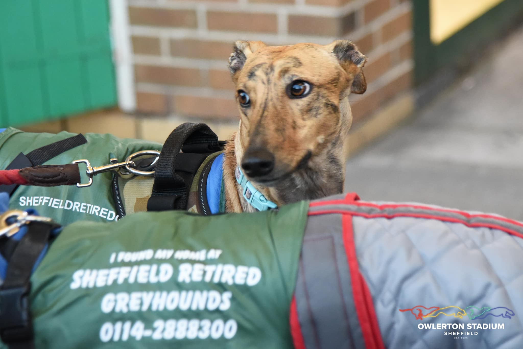 Greyhound Adoption: How Owlerton Stadium Supports Retired Greyhounds - Owlerton Stadium