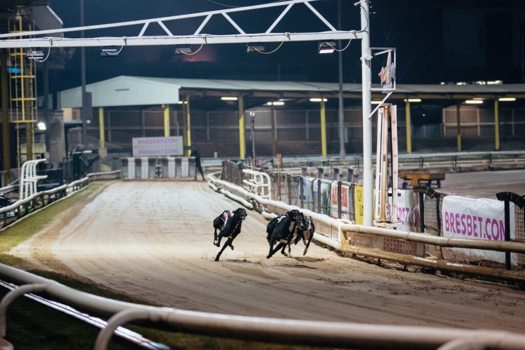 Owlerton’s Beginner’s Guide to Greyhound Betting - Owlerton Stadium