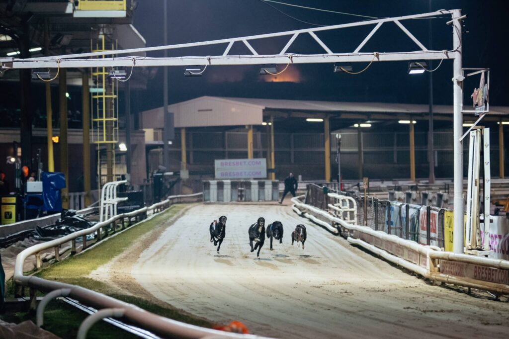 Exploring Types of Greyhound Racing: From the Track to the Racecard! - Owlerton Stadium