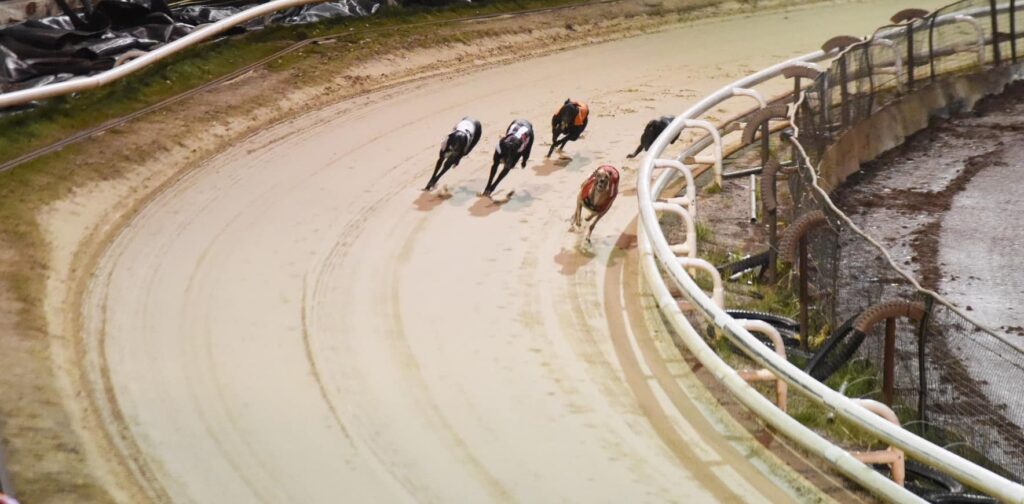 Exploring Types of Greyhound Racing: From the Track to the Racecard! - Owlerton Stadium