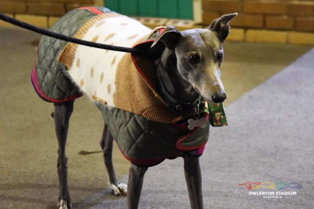 Celebrate Christmas at Owlerton Stadium: Sheffield’s Ultimate Festive Destination - Owlerton Stadium