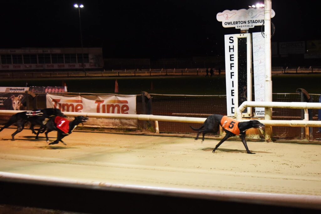 Celebrate Christmas at Owlerton Stadium: Sheffield’s Ultimate Festive Destination - Owlerton Stadium