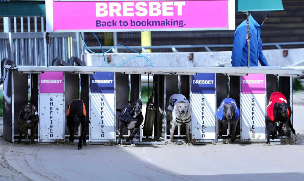 Greyhound Racing Grades Explained: A Beginner’s Guide - Owlerton Stadium