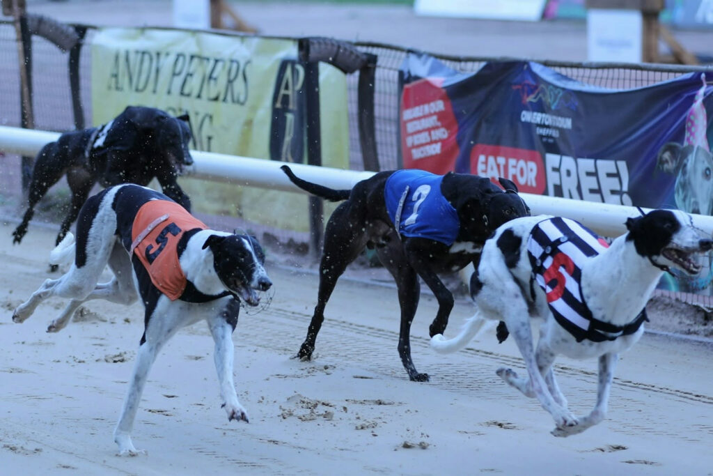 Greyhound Racing Grades Explained: A Beginner’s Guide - Owlerton Stadium