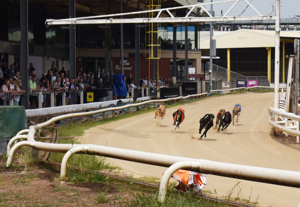 Greyhound Racing Grades Explained: A Beginner’s Guide - Owlerton Stadium